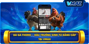Đá gà Thomo – Đấu trường sinh tử đẳng cấp tại vmax
