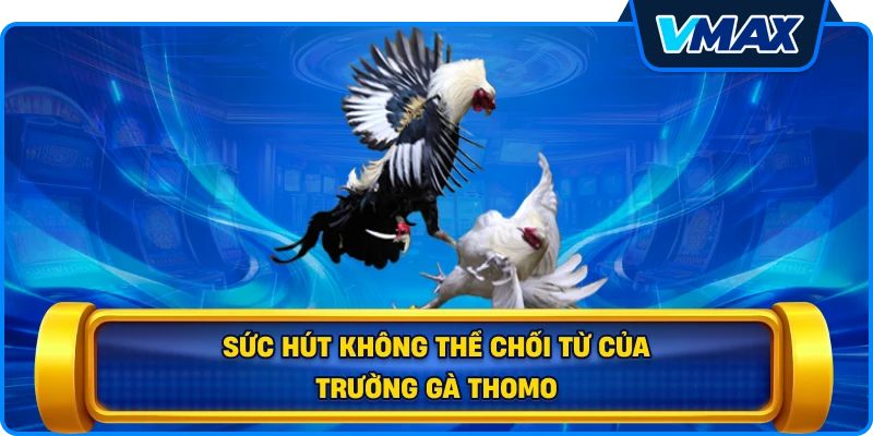 Sức hút không thể chối từ của trường gà Thomo